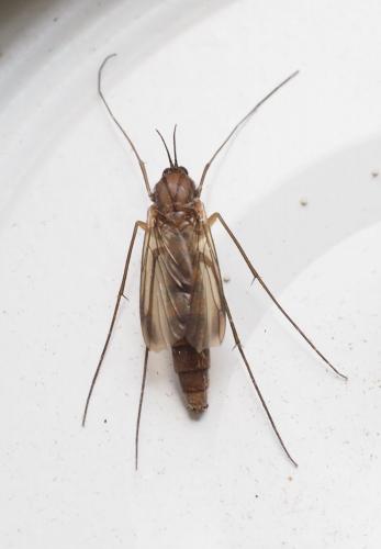 Réf. 264 590 : Keroplatus reaumurii